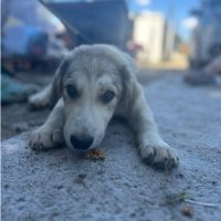 Laos bébé roumain à l'adoption #7