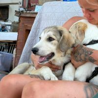 Laos bébé roumain à l'adoption #8