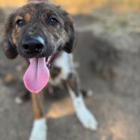 Brownie bébé chien roumain à l'adoption