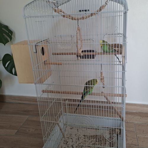 Couple de perruches + cage #1