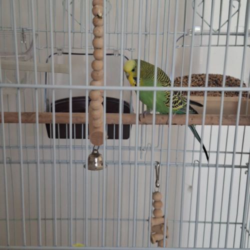 Couple de perruches + cage #0