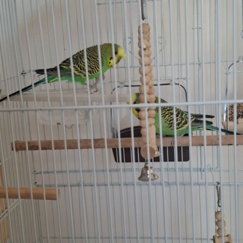 Couple de perruches + cage #3