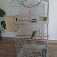 Couple de perruches + cage #1