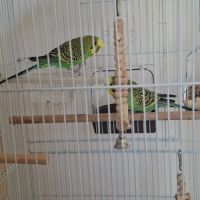 Couple de perruches + cage #3