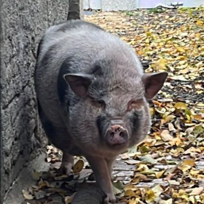 Cochon nain