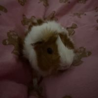 A donner un mâle cochon d’inde #2