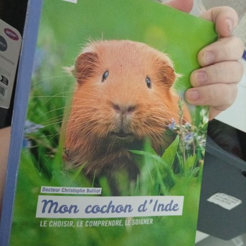 4 femelles cochon d'indes. #8