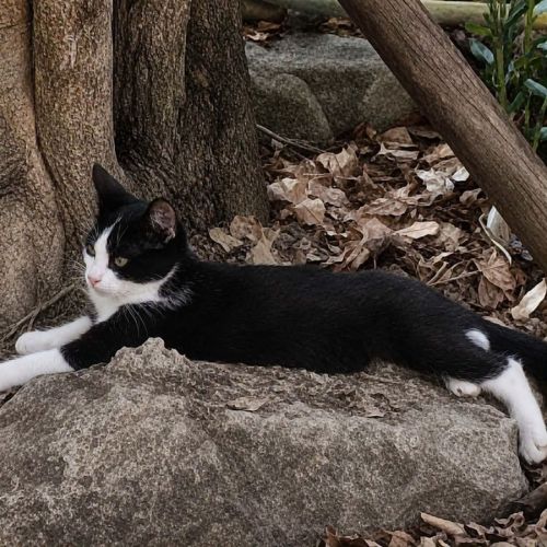 Chaton tahin #1