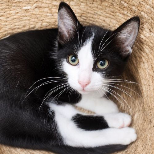 Chaton tahin