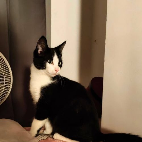 Chaton tahin