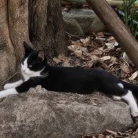 Chaton tahin #1