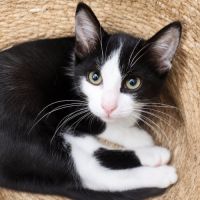 Chaton tahin #0