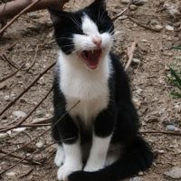 Chaton tahin #3