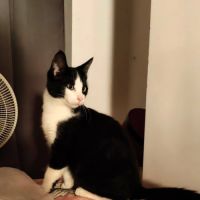 Chaton tahin