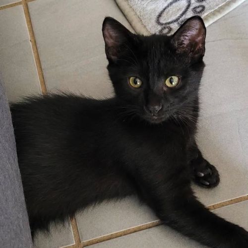 Chaton reglisse