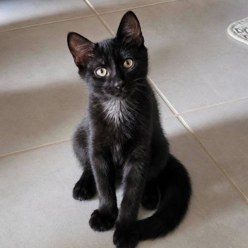 Chaton reglisse #2
