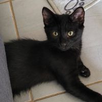 Chaton reglisse