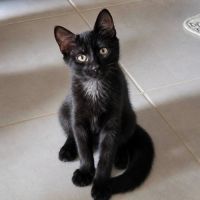 Chaton reglisse #2