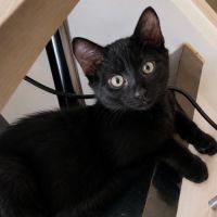 Chaton reglisse #3