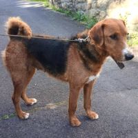 Chienne thulita