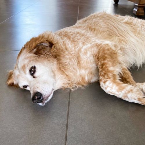Chienne louna #0