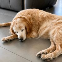 Chienne louna #1