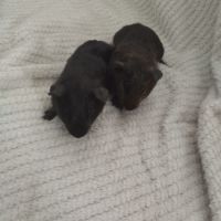 Cochon d'inde femelle et mâles à vendre #1