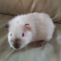 Cochon d'inde femelle et mâles à vendre #0