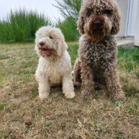 Chiots chien d'eau romagnol