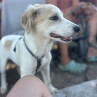 Snowie à l'adption #1