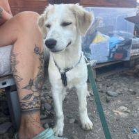 Snowie à l'adption #7