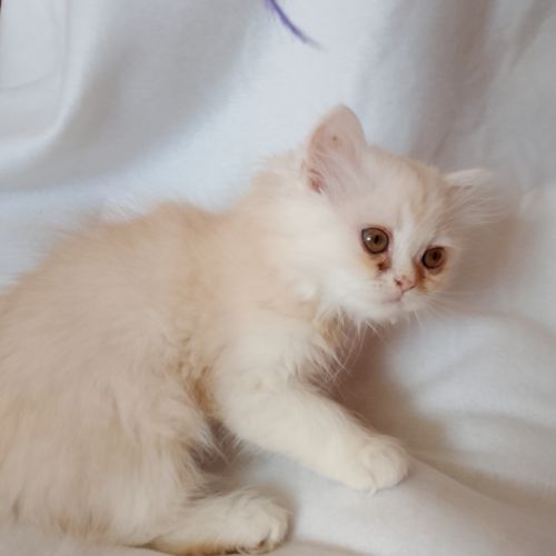 Chatons croisés persan & persan chinchilla #1