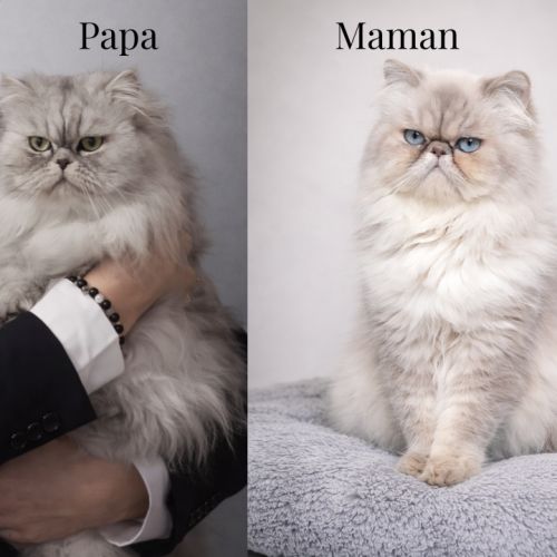 Chatons croisés persan & persan chinchilla #3