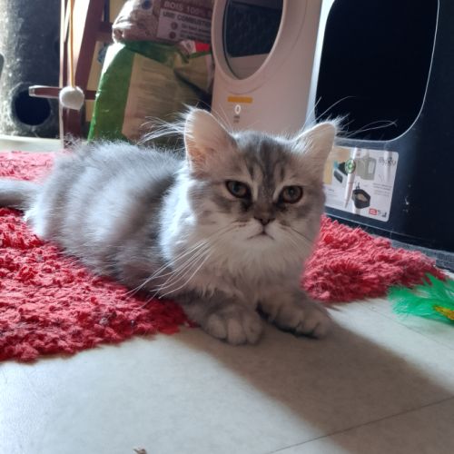 Chatons croisés persan & persan chinchilla #8