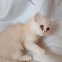 Chatons croisés persan & persan chinchilla #1