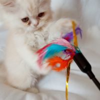 Chatons croisés persan & persan chinchilla #2