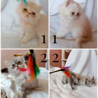 Chatons croisés persan & persan chinchilla