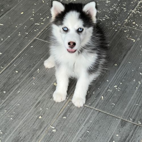 Pomsky  chiot #1
