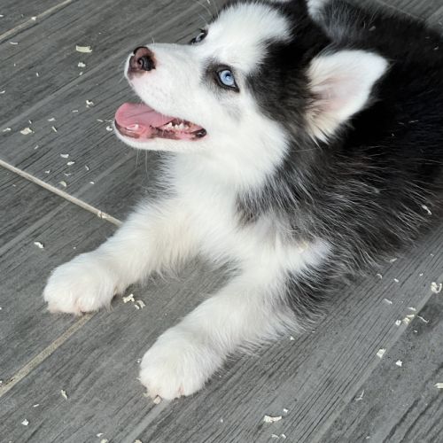 Pomsky  chiot #2