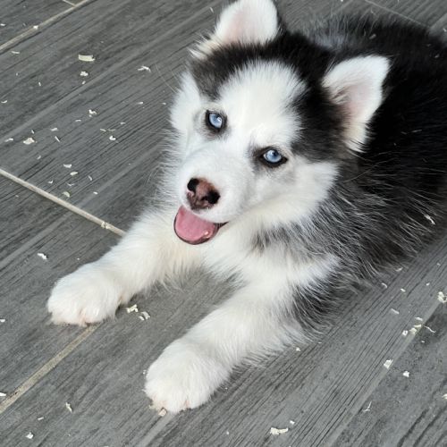 Pomsky  chiot #3