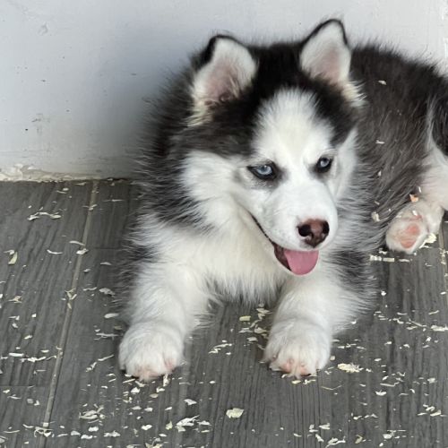 Pomsky  chiot #0