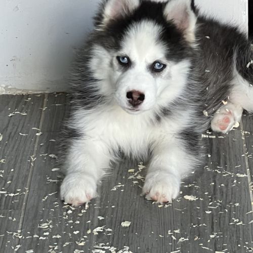 Pomsky  chiot #5