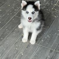 Pomsky  chiot #1
