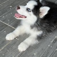 Pomsky  chiot #2