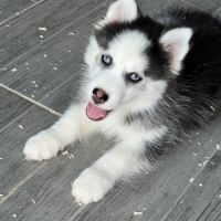Pomsky  chiot #3