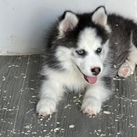 Pomsky  chiot