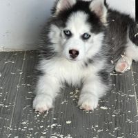 Pomsky  chiot #5