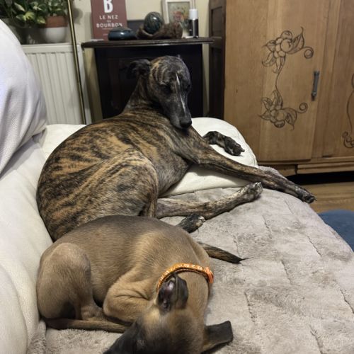 Whippets lof 5 magnifiques chiots disponibles #1