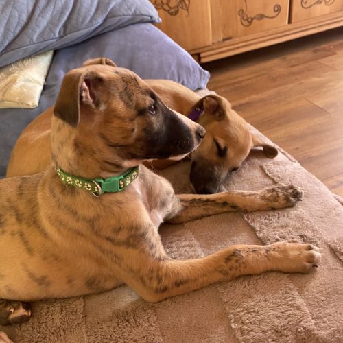 Whippets lof 5 magnifiques chiots disponibles #4