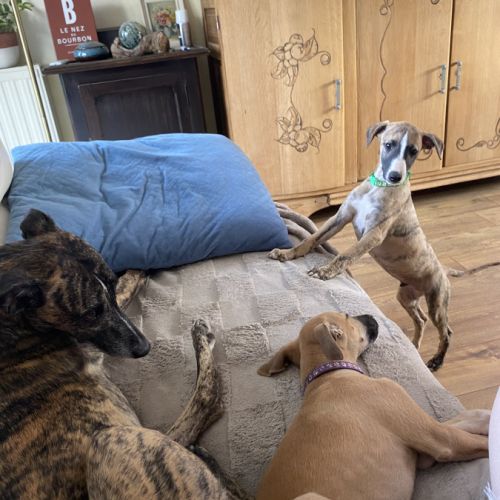 Whippets lof 5 magnifiques chiots disponibles #5